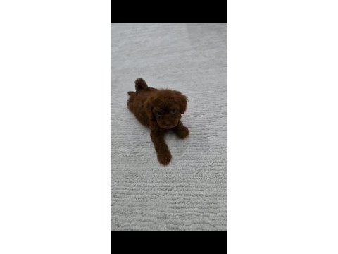 Dark brown kore toy poodle bebekler