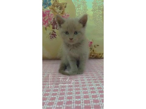Sahiplendirme british shorthair