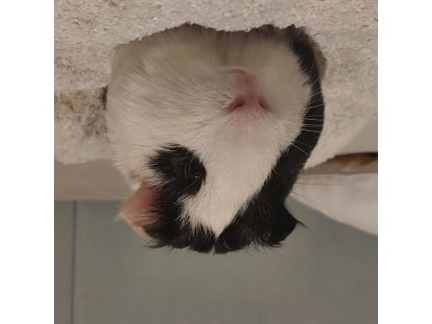 6 aylık erkek yavru guinea pig