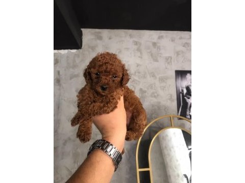 Poodle yavru köpekler
