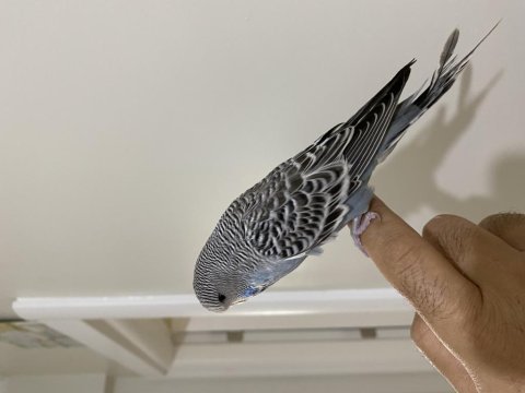 Yavru iri şov jumbo muhabbet kuşu