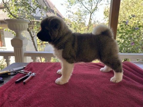 Kıf/fcı şecereli amerikan akita
