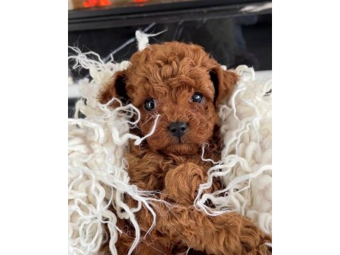 Bebek toy poodle 