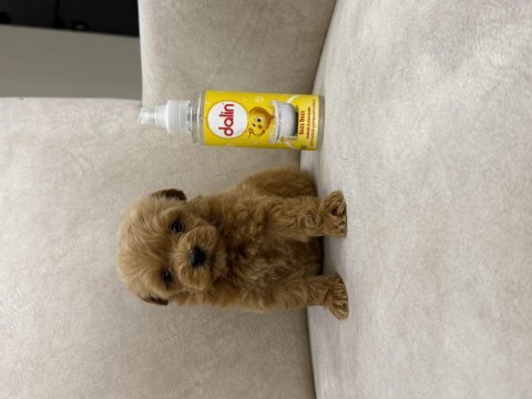 Teacup maltipoo 