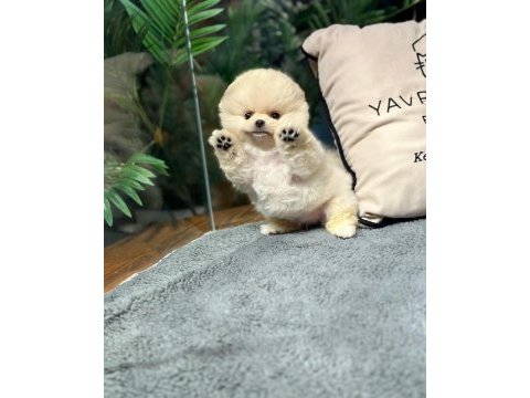 Teddy bear pomeranian boo yavrularımız