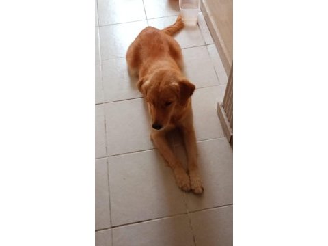 Golden retriever 3-4 yaşında