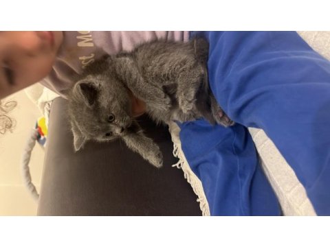 2 aylık a kalite erkek british shorthair