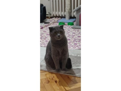 2 yaşında safkan scottish fold