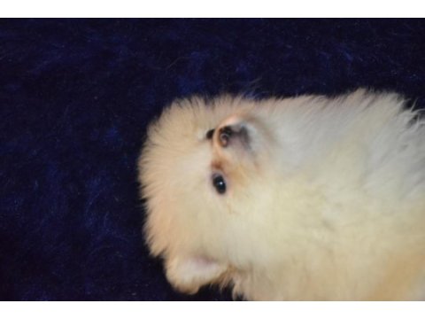 Pomeranian boo erkeğimiz