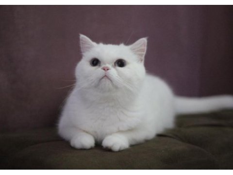 Hamile british shorthair kızımız uygun