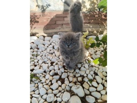 Sahiplendirme erkek ve dişi british shorthair