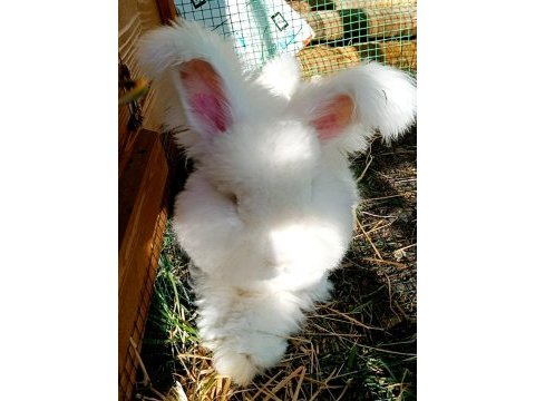 Englısh angora tavşanı