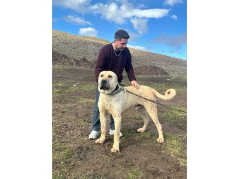 Orijinal saf kangal