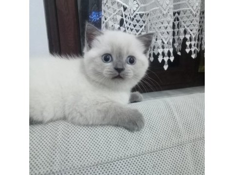 1.5 aylık dişi british shorthair yavrumuz