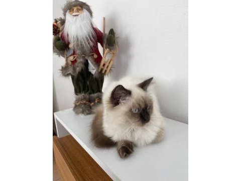 Birman cinsi 8 9 aylık kedimiz