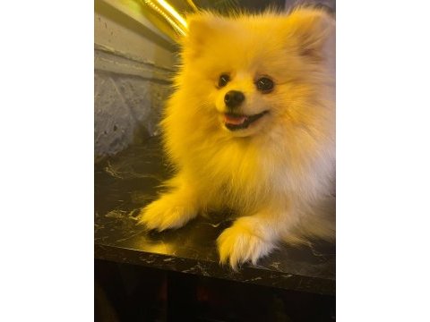 2 yaşında prenses pomeranian