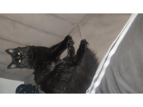 British longhair