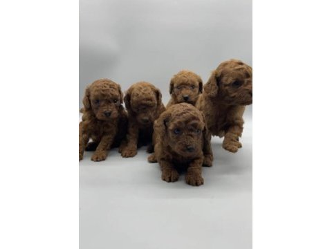Birbirinden güzel red brown toy poodle yavruları