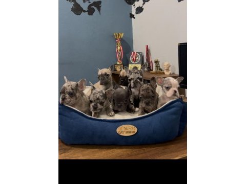 Safkan egzotik french bulldog yavrularımız 45 günlük