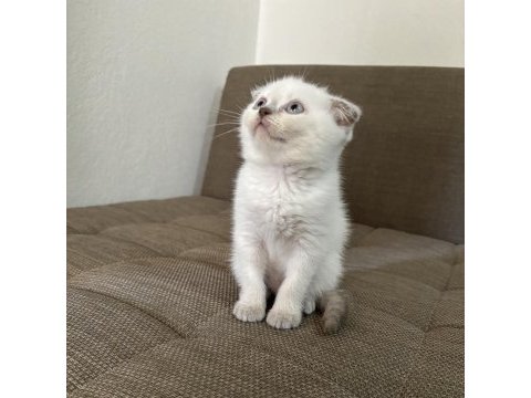 Blue point british shorthair kızımız
