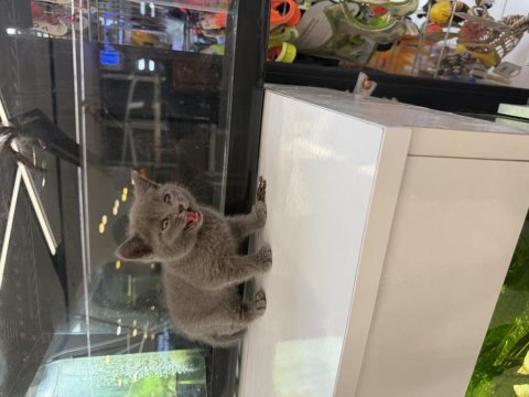 British shorthair yavrusu