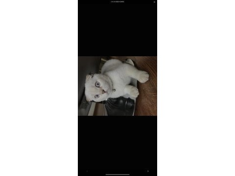 6 aylık british shorthair kedimiz pamuk