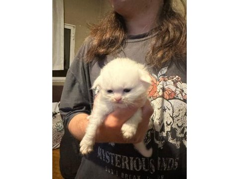 13 nisan doğumlu beyaz scottish fold bebekler