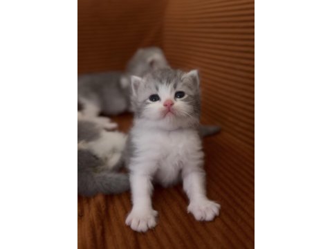 British longhair kedisi yavruları