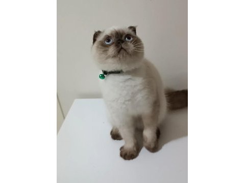 Top kafa mavi göz scottish fold erkek