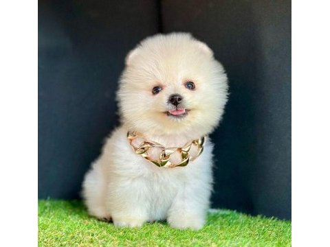 Sevimli pomeranian boo yavrularımız