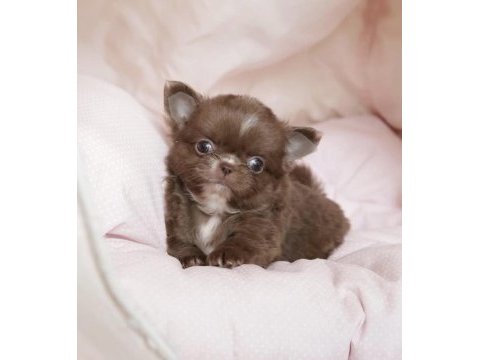 Türkiyenin en minik teacup chihuahua bebekleri