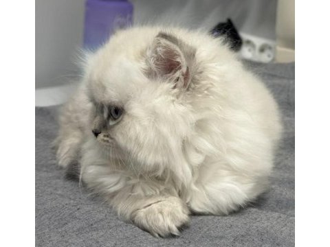 British longhair erkek 2 aylık