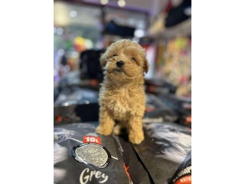 Efsane güzellikte hipoalerjenik teacup maltipoo