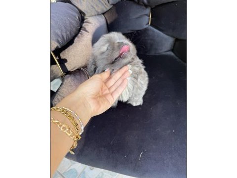 Mavi göz gri bebek şitsu