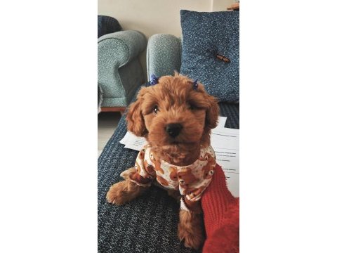 Maltipoo köpüşüm yeni ailesini arıyor