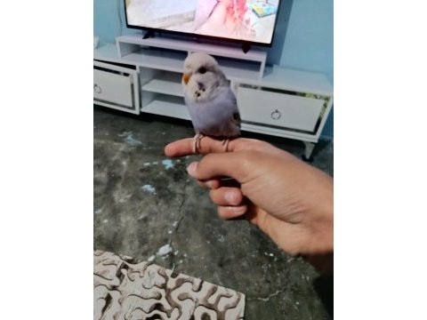 Yavru muhabbet kuşu ele alıştırmalık