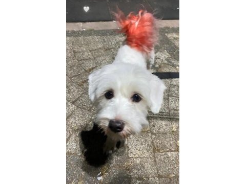 Maltese terrier kızımı sahiplendiriyorum