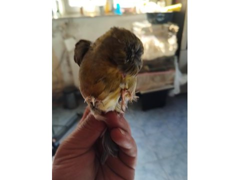 Takım ve tek erkek gloster kanarya
