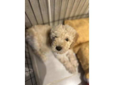 Yavru toy poodle bakımlı ve temiz