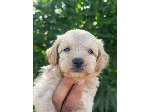 Sevgıyle buyuyen maltipoo yavrularımız