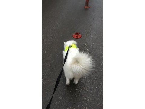 Samoyed 7 aylık dişi karnesi aşıları tam samoyed