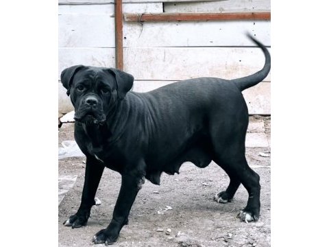 Dev dışı cane corso