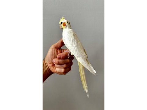 Lutino sultan papağanı yavrusu