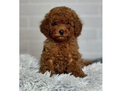 Toy poodle köpekleri