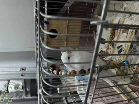 Jumbo takım ve yavru muhabbet kuşu