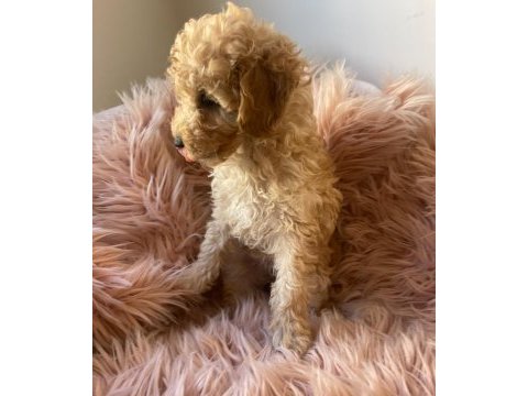 Tuvalet terbiyesi mevcut poodle yavrularım