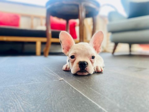 Köpeğimiz şiva yuva arıyor