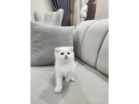 Pamuk scottish fold bebek