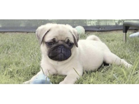Pug safkan köpeğimiz