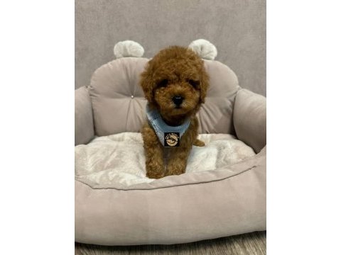 Pets world ayrıcalığı ile toy poodle yavrularımız